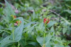 Spigelia marilandica
