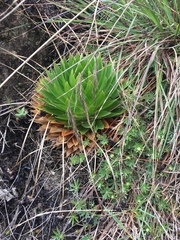 Paepalanthus