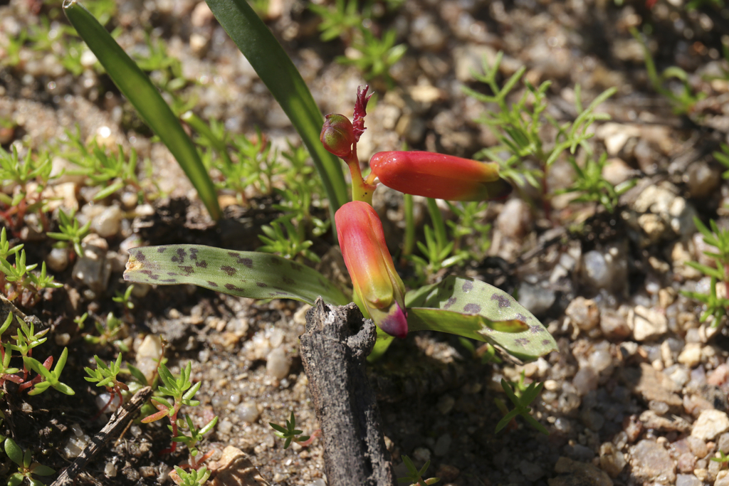 Fourtone Viooltjie (Lachenalia quadricolor) · iNaturalist