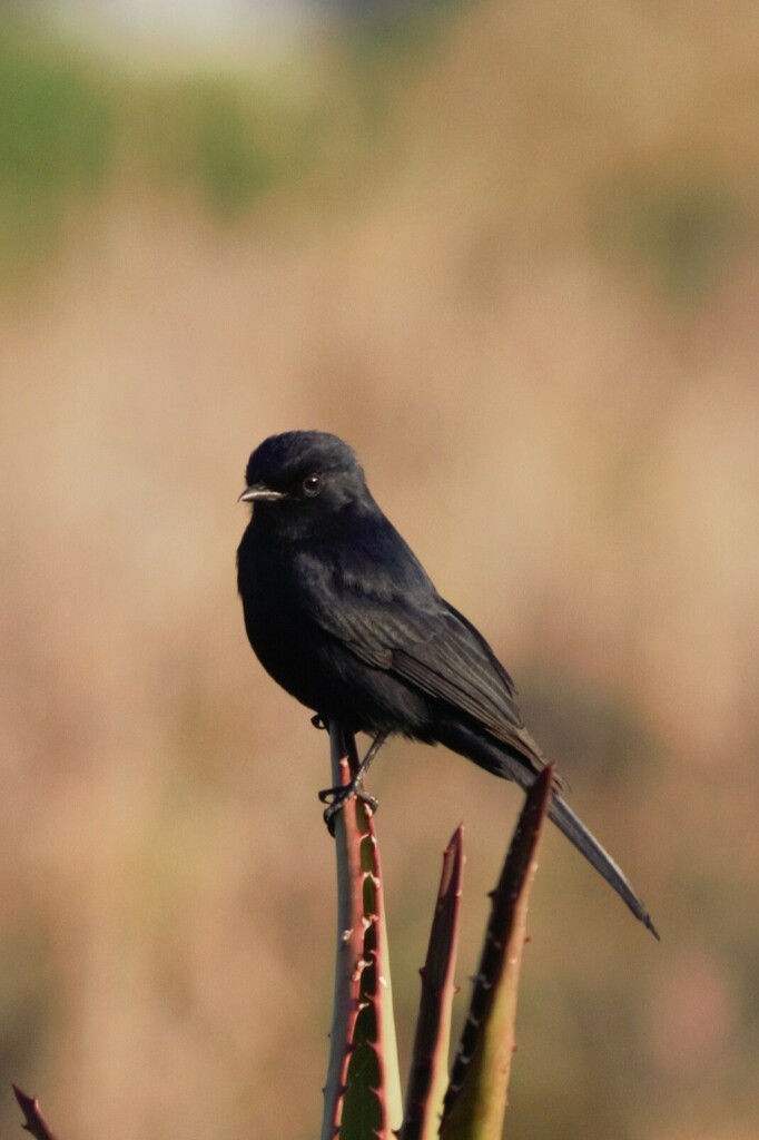Black-Flycatchers, Slaty-Flycatchers, and Allies