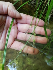 Carex communis