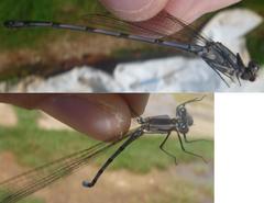Argia chelata
