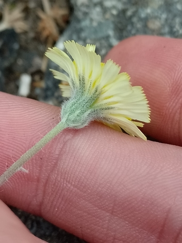 Vienagraižė vanagutė nuotrauka