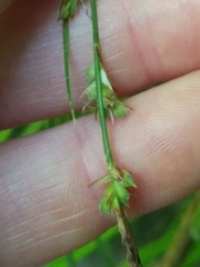 Carex communis