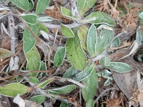 Vienagraižė vanagutė nuotrauka