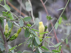 Tabernaemontana tomentosa