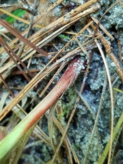 Carex communis