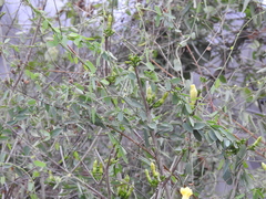 Tabernaemontana tomentosa