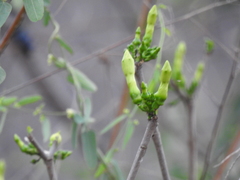 Tabernaemontana tomentosa