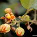 Rubus ellipticus - Photo (c) Chief RedEarth, algunos derechos reservados (CC BY-NC-ND), subido por Chief RedEarth