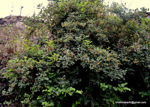 Rubus ellipticus