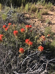 Castilleja miniata miniata