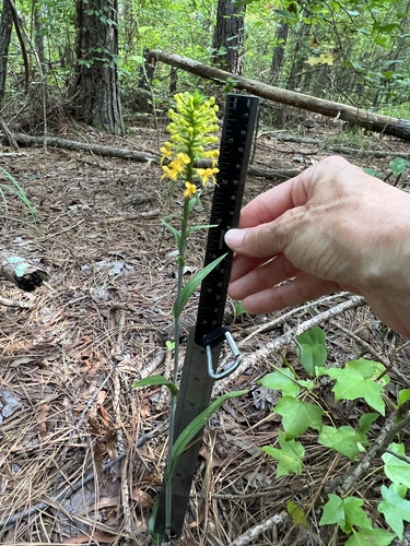 Image of Platanthera cristata by (c) Anne Parker, some rights reserved (CC BY)