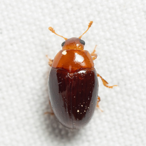 Pseudischyrus extricatus photo 4