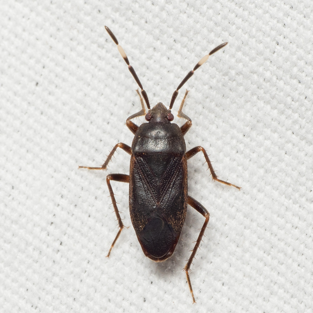 Cistalia explanata