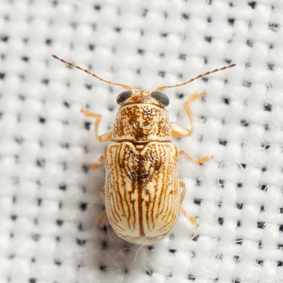 Bulge-eyed Yellow Pachy