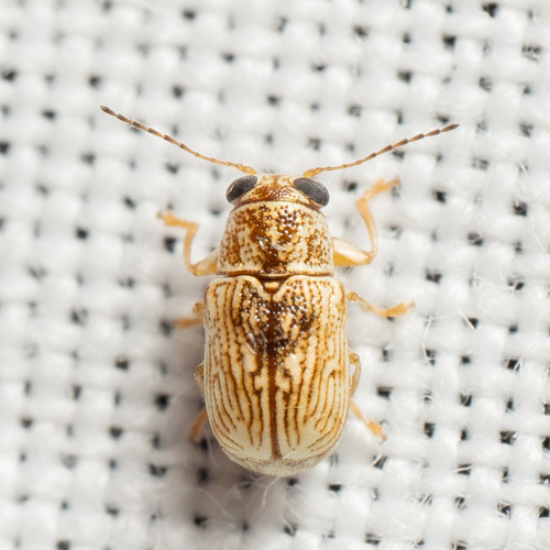 Bulge-eyed Yellow Pachy