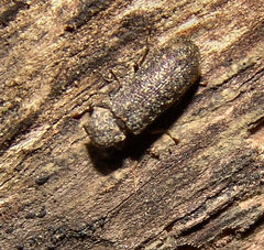 Lichenophanes truncaticollis