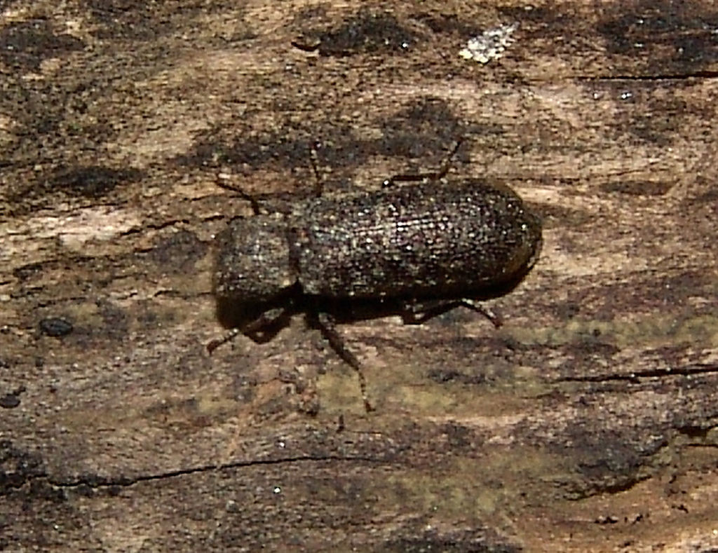 Lichenophanes truncaticollis