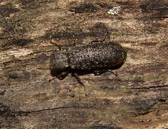 Lichenophanes truncaticollis
