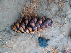Pinus wallichiana