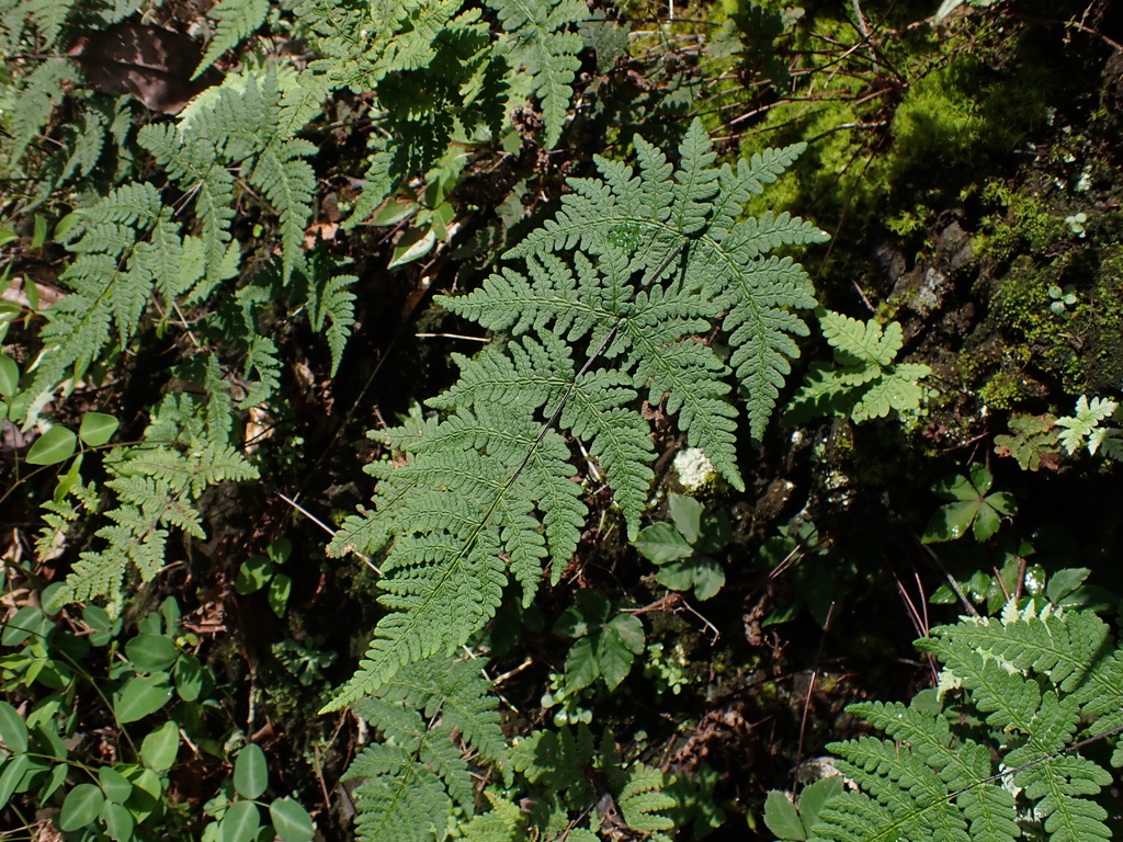 Aleuritopteris agetae