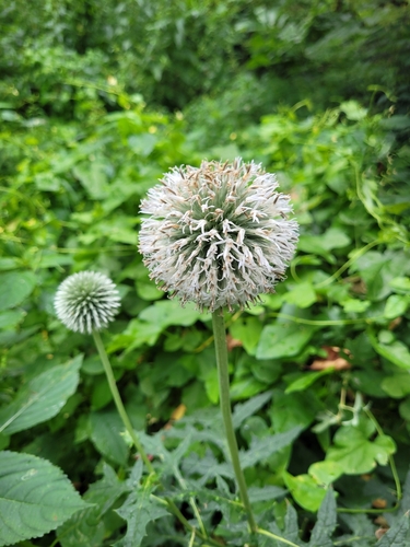 Image of Echinops exaltatus by (c) Bobo-X, some rights reserved (CC BY)