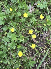Potentilla verna