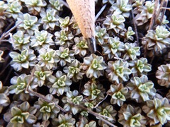 Raoulia parkii