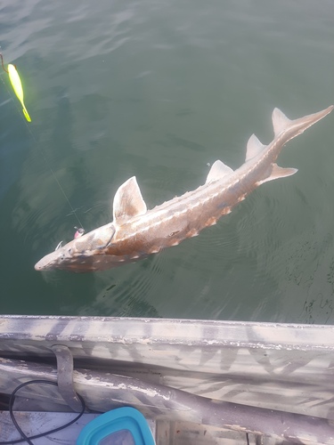 Barbel sturgeon (Acipenser medirostris) — Acipenseridae — 4