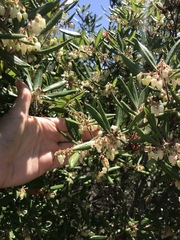 Comarostaphylis diversifolia diversifolia