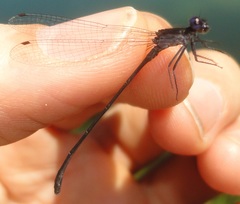 Argia translata