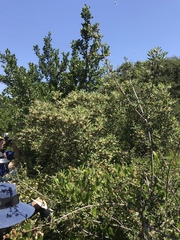 Comarostaphylis diversifolia diversifolia