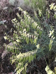 Astragalus filipes