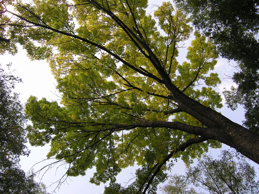 Fraxinus mandshurica; photograph (c) Igor' R., some rights reserved (CC BY)