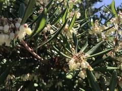 Comarostaphylis diversifolia diversifolia