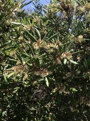 Comarostaphylis diversifolia diversifolia