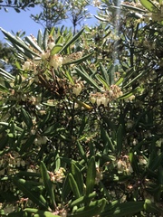 Comarostaphylis diversifolia diversifolia
