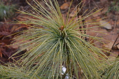 Pinus wallichiana