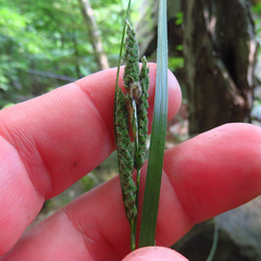 Carex virescens