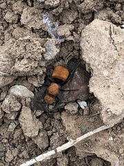 Pseudomethoca propinqua