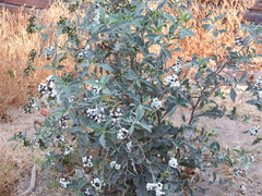 Tournefortia hartwegiana