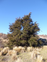 Kunzea serotina