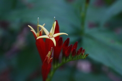 Spigelia marilandica