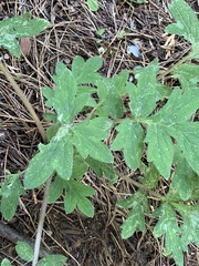 Hydrophyllum occidentale