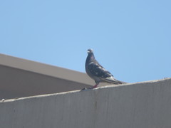 Columba livia domestica