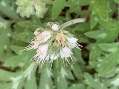 Hydrophyllum occidentale