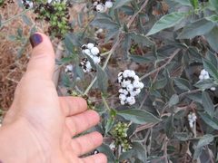 Tournefortia hartwegiana