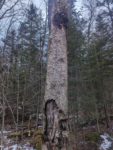 Black River Wild Forest