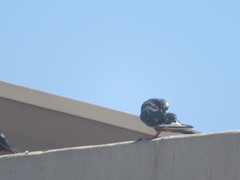 Columba livia domestica